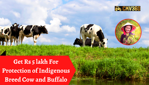 Cow_and_Buffalo_046ab30004.png