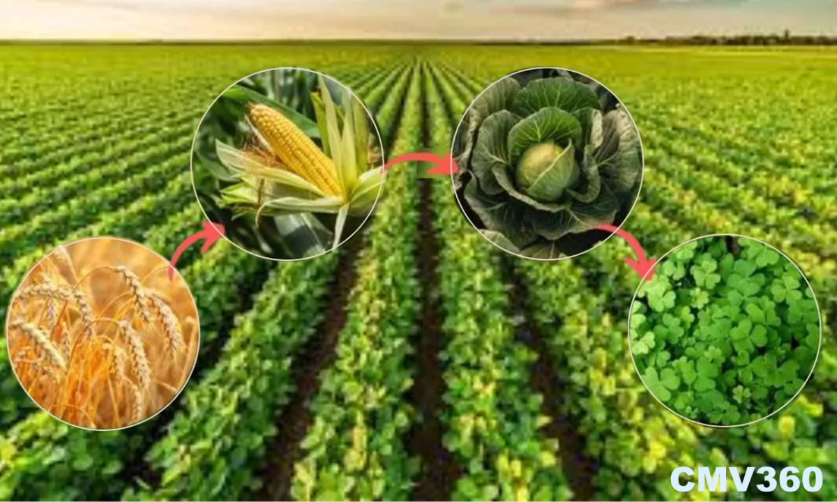 crop rotation
