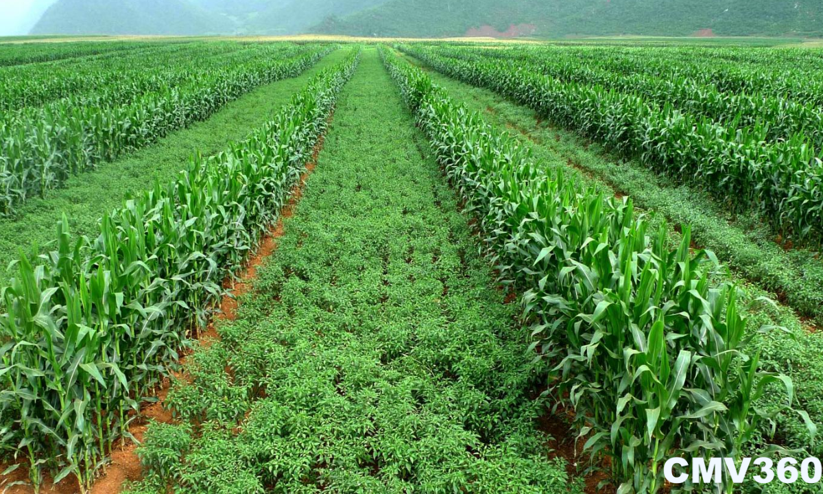 intercropping types and advantages of intercropping