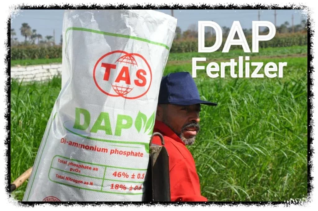 DAP_Fertilizer_742dead950.jpg