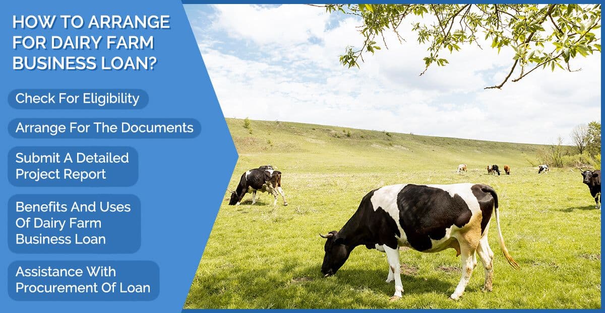 Dairy Loan.jpg