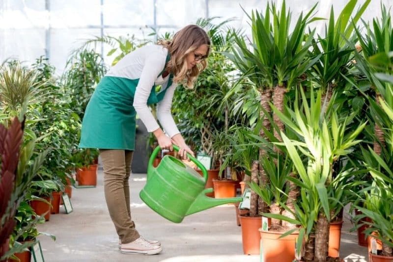 Nursery-watering-plant