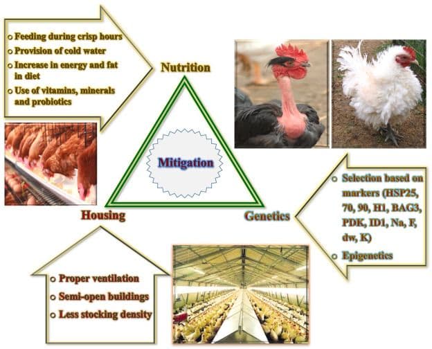 Poultry_farm_00a450f8bd.jpg