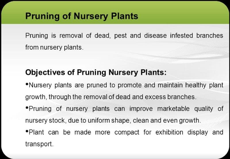 Pruning of Nursery Plants