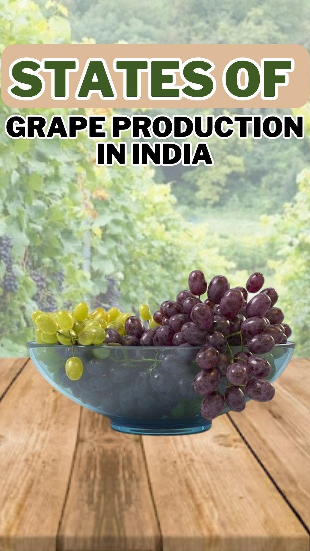 Grapes are grown in India in moderate to warm regions because hot and dry climates are ideal for grape cultivation. 