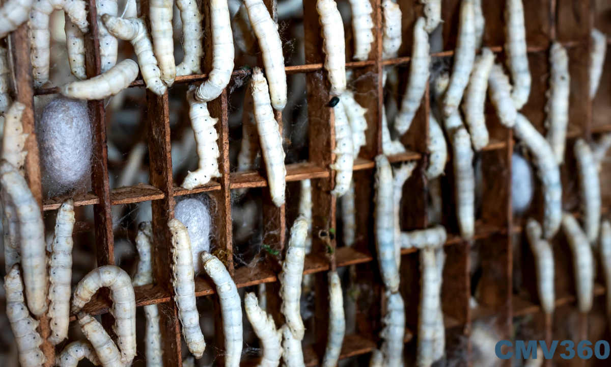 silk-farming