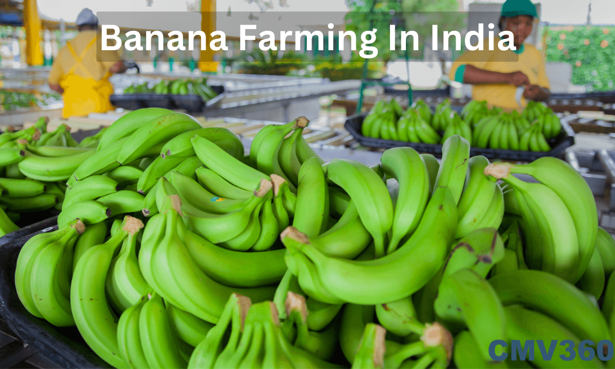 banana farming in india