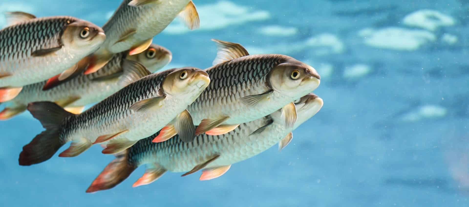 fish_farming_in_india_518e1bc075.jpg