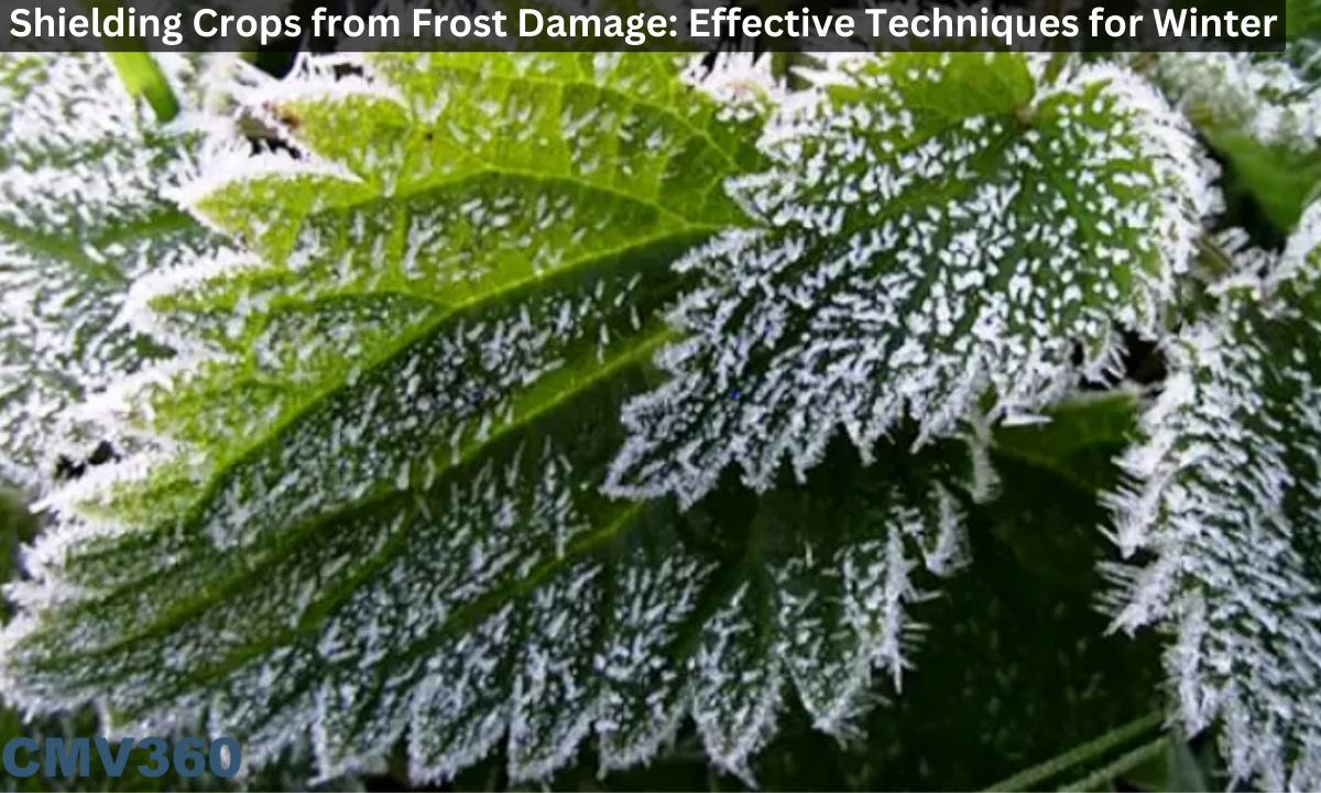 frost_damage_bdb5e29be3.png