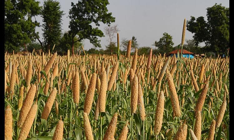 millet_farming_in_india_cbc330c28e.jpg