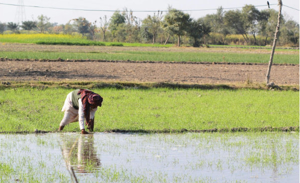 mustard_farming_47b2858606.PNG