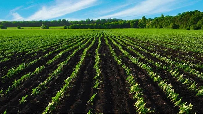 organic_farming_1b65c9685e.webp