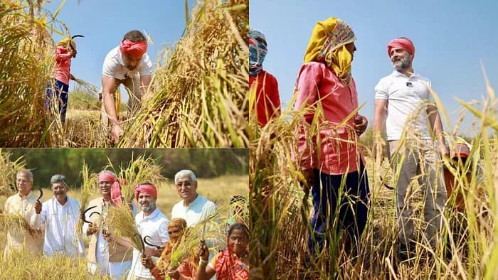 paddy_harvesting_9c7524a492.webp
