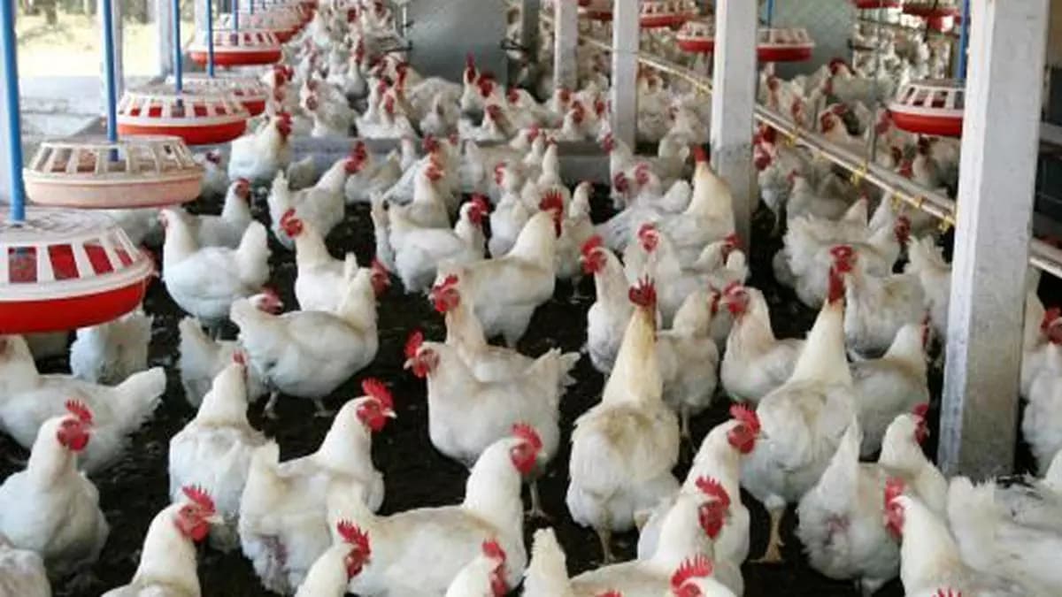 poultry_farming_2ce1292751.webp