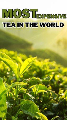 <p>Most Expensive Tea in The World</p>
