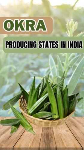 <p>Okra Producing States in India</p>