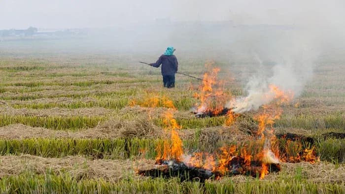 stubble_burning_4bbfb81cb4.webp