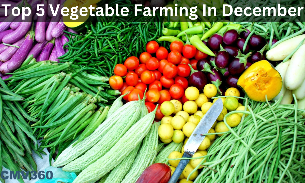 vegetable_farming_0b370612c7.png