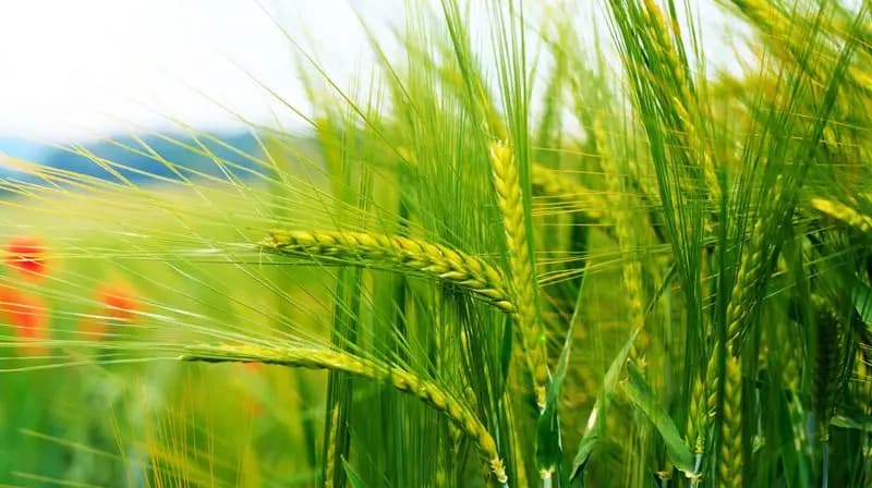 wheat_cutivation_51e994d966.webp