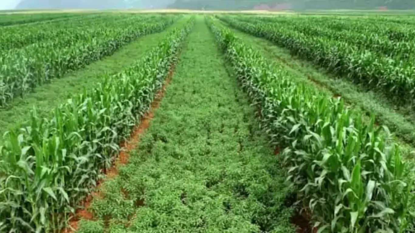 What is Intercropping?