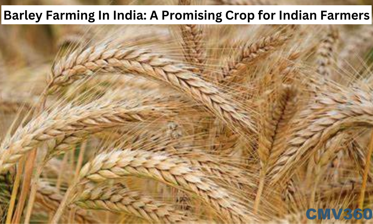 barley farming in india