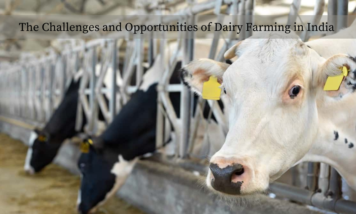 The Challenges and Chances of Dairy Farming in India CMV_360_1_4f65c32834.png