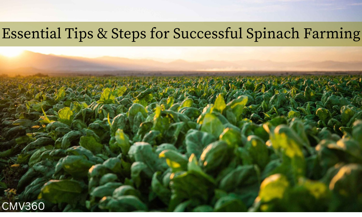 Essential Tips & Steps for Successful Spinach Farming CMV_360_2_cad492d1d9.png