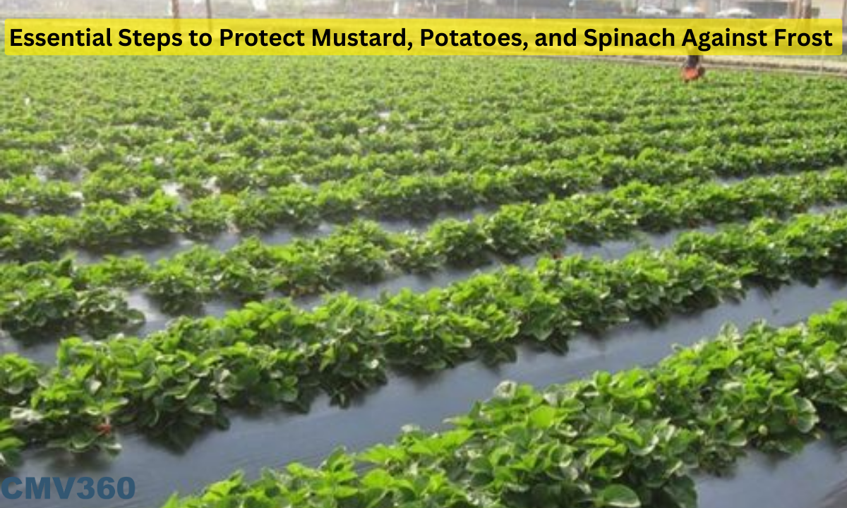 Essential Steps to Protect Mustard, Potatoes, and Spinach Against Frost Essential_Steps_to_Protect_Mustard_Potatoes_and_Spinach_Against_Frost_1_4207e8c299.png