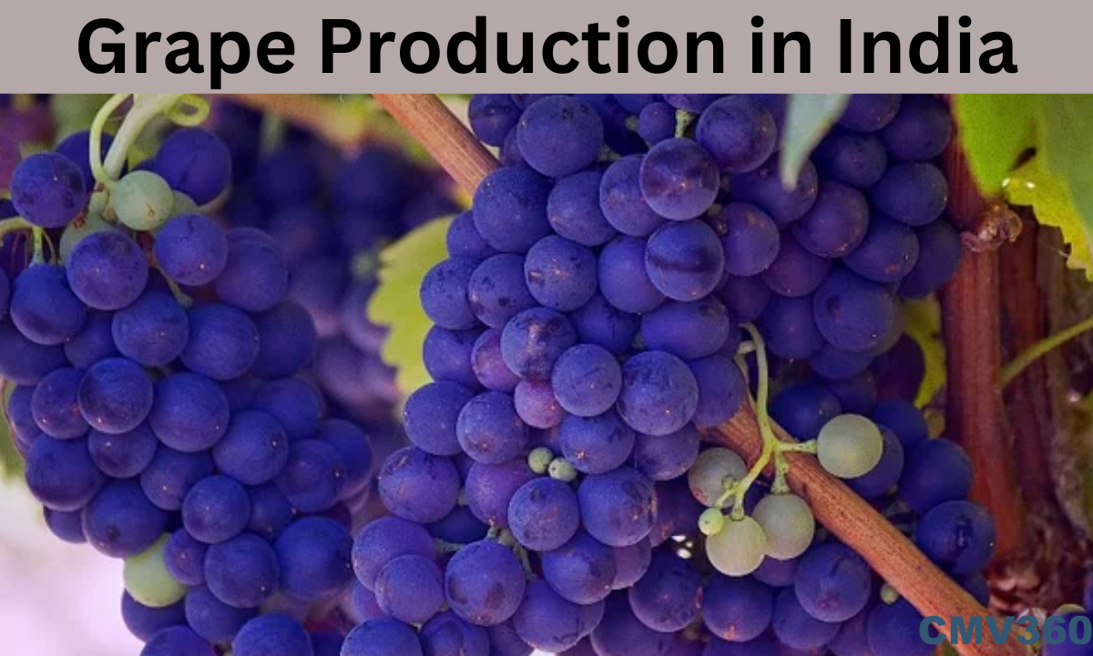 Grape Production in India Grape_Production_in_India_29a5d9fa24.png