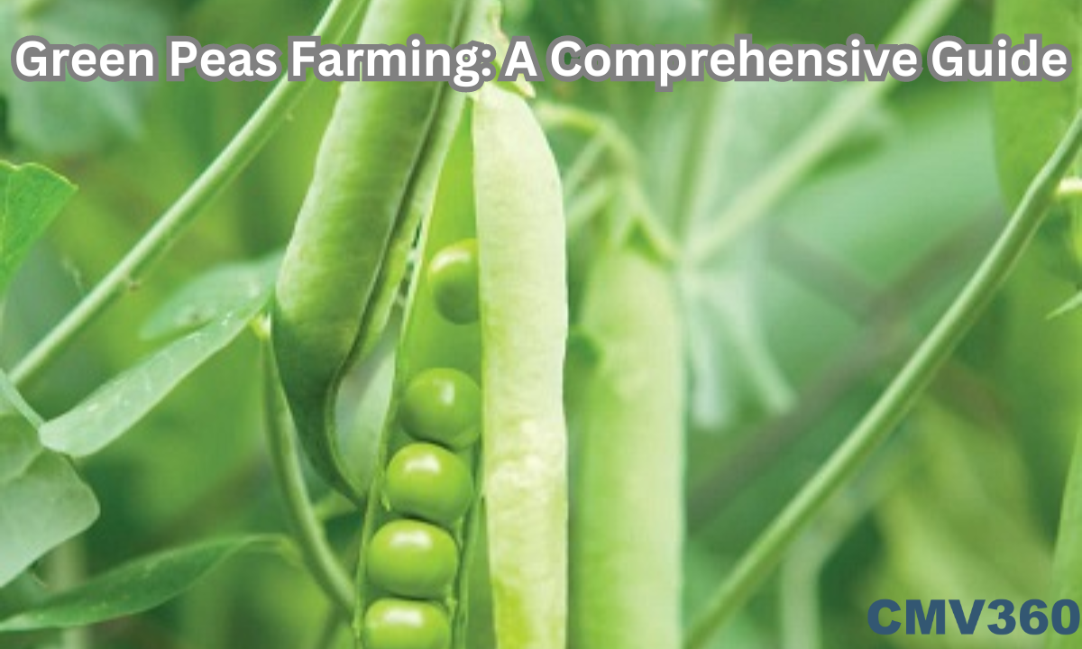 Green Peas Farming: A Comprehensive Guide Green_Peas_Farming_A_Comprehensive_Guide_e0f2963e86.png