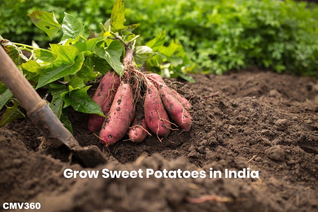 How to Grow Sweet Potatoes in India: A Complete Guide for Beginners Grow_Sweet_Potatoes_in_India_bd7d759a93.jpg