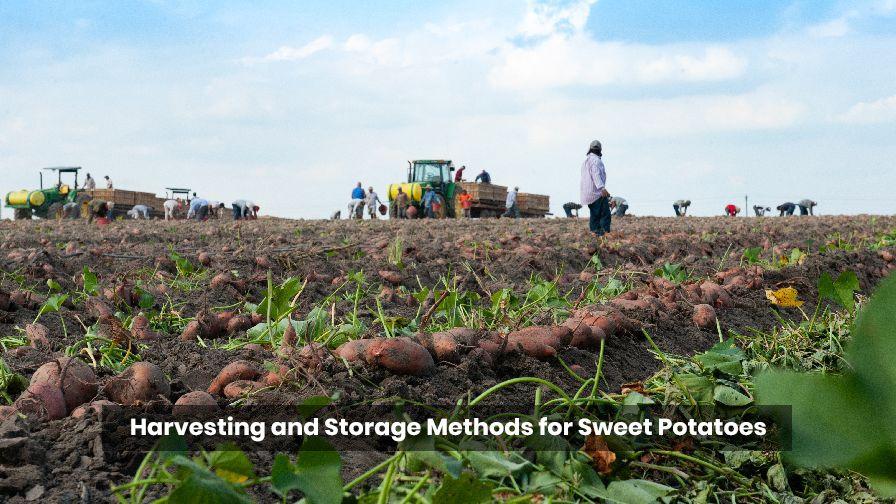 Harvesting and Storage Methods for Sweet Potatoes.jpg