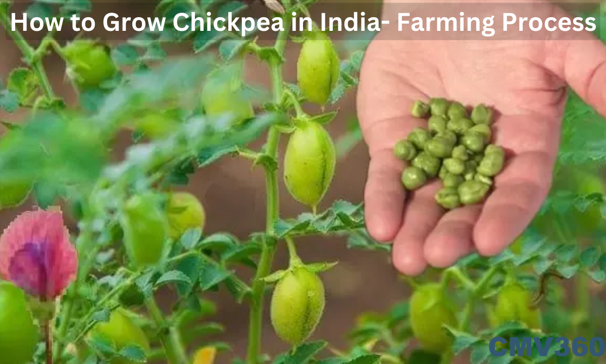 How to Grow Chickpea in India- Farming Process How_to_Grow_Chickpea_in_India_Farming_Process_b7cdd46182.png
