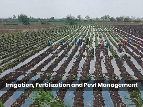 Irrigation, Fertilization and Pest Management.jpg