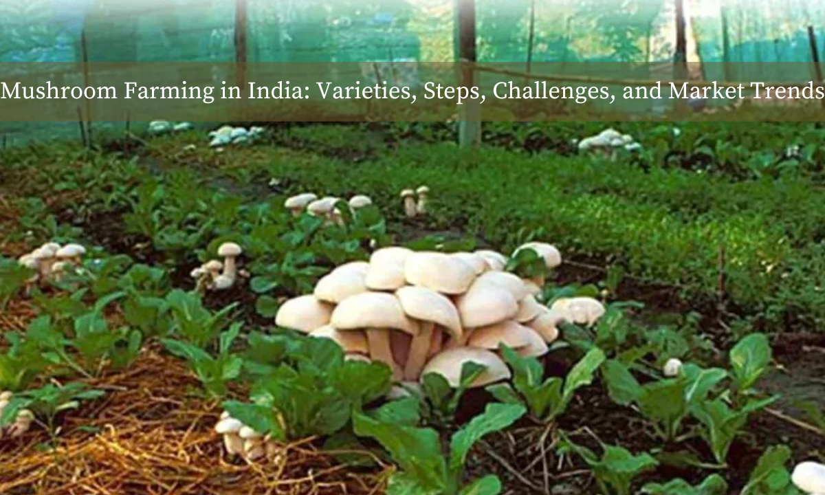Mushroom Farming in India: Varieties, Steps, Challenges, and Market Trends Know_About_the_Latest_Trends_and_Innovations_24_0c390db11f.png