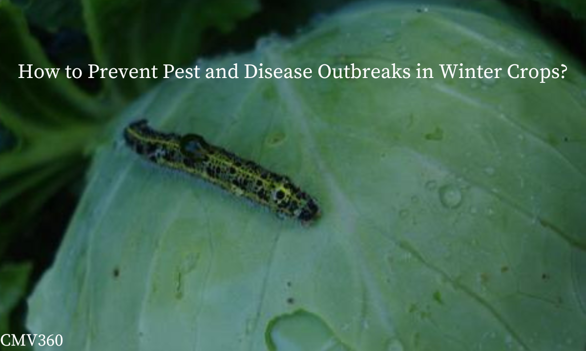 How to Prevent Pest and Disease Outbreaks in Winter Crops? Know_About_the_Latest_Trends_and_Innovations_9_17b1c71599.png