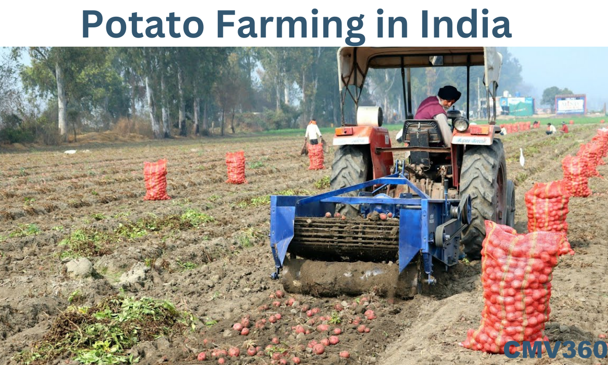 Potato Farming in India: Role of Potatoes in Indian Agriculture Potato_Farming_in_India_407e937a33.png