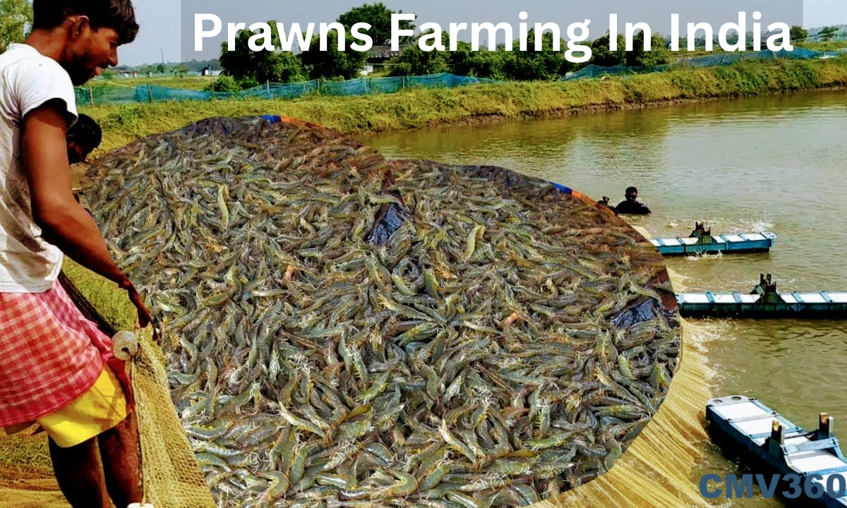 prawn farming