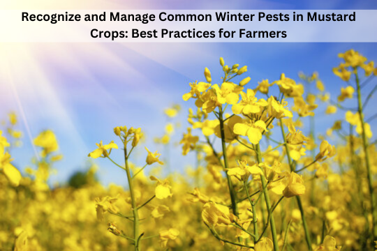 Recognize and Manage Common Winter Pests in Mustard Crops: Best Practices for Farmers Recognize_and_Manage_Common_Winter_Pests_in_Mustard_Crops_Best_Practices_for_Farmers_ae55b09609.png