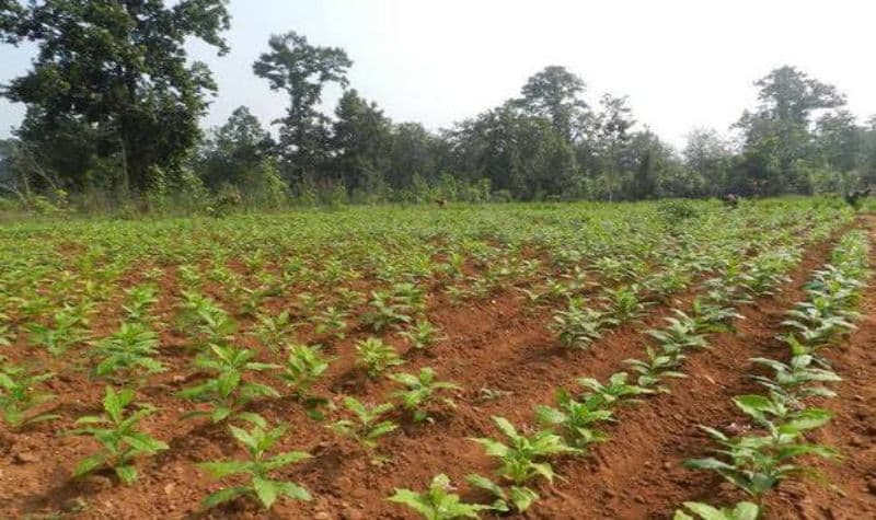Sarpagandha-Medicinal-Plants (1).jpg
