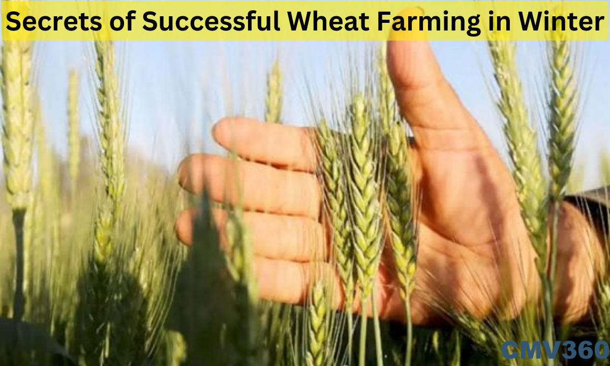 wheat farming in india