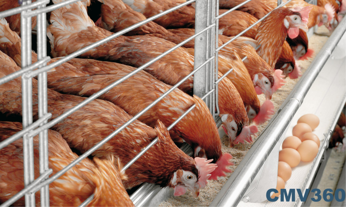 Step-by-Step Setting Up Your Profitable Poultry Farm.png