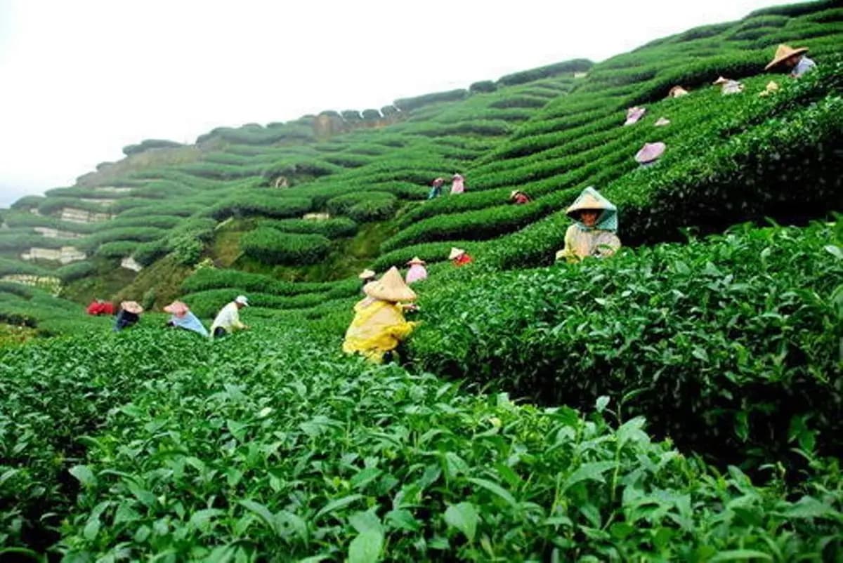 Tea Planting in India