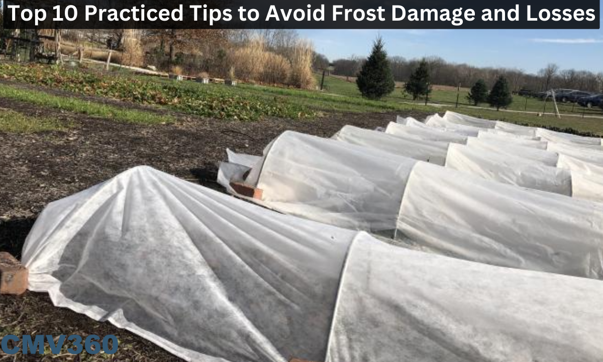 Top 10 Practiced Tips to Avoid Frost Damage and Losses Top_10_Practiced_Tips_to_Avoid_Frost_Damage_and_Losses_b325ec20d1.png