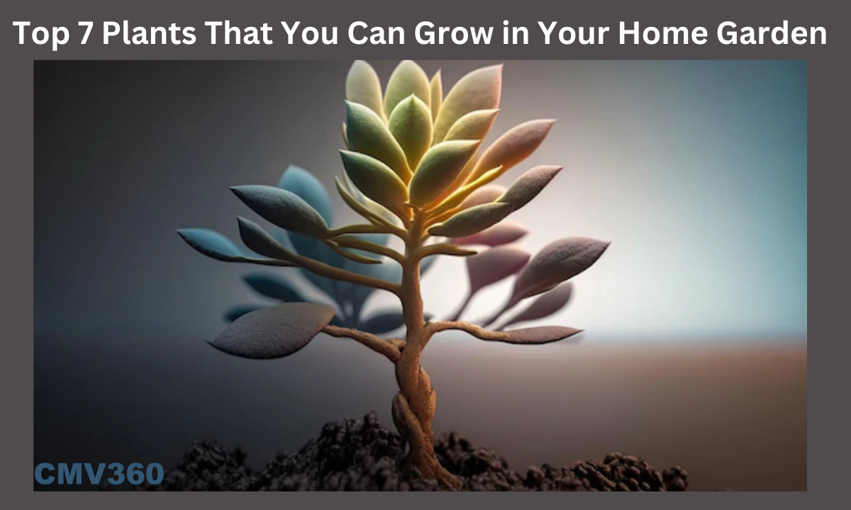 Top 7 Plants That you can grow in Your Home Garden Top_7_Plants_That_you_can_grow_in_Your_Home_Garden_7b3636d444.png