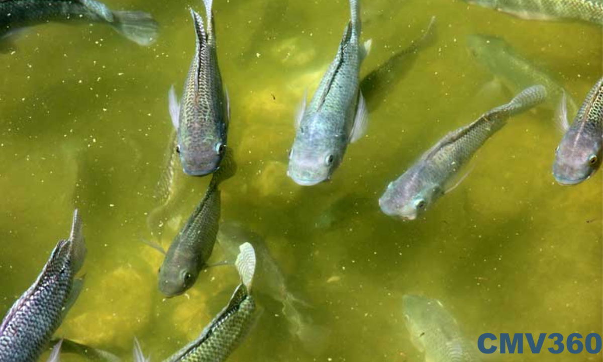 fish-farming-business-in-india-how-to-start-its-types-and-challenges