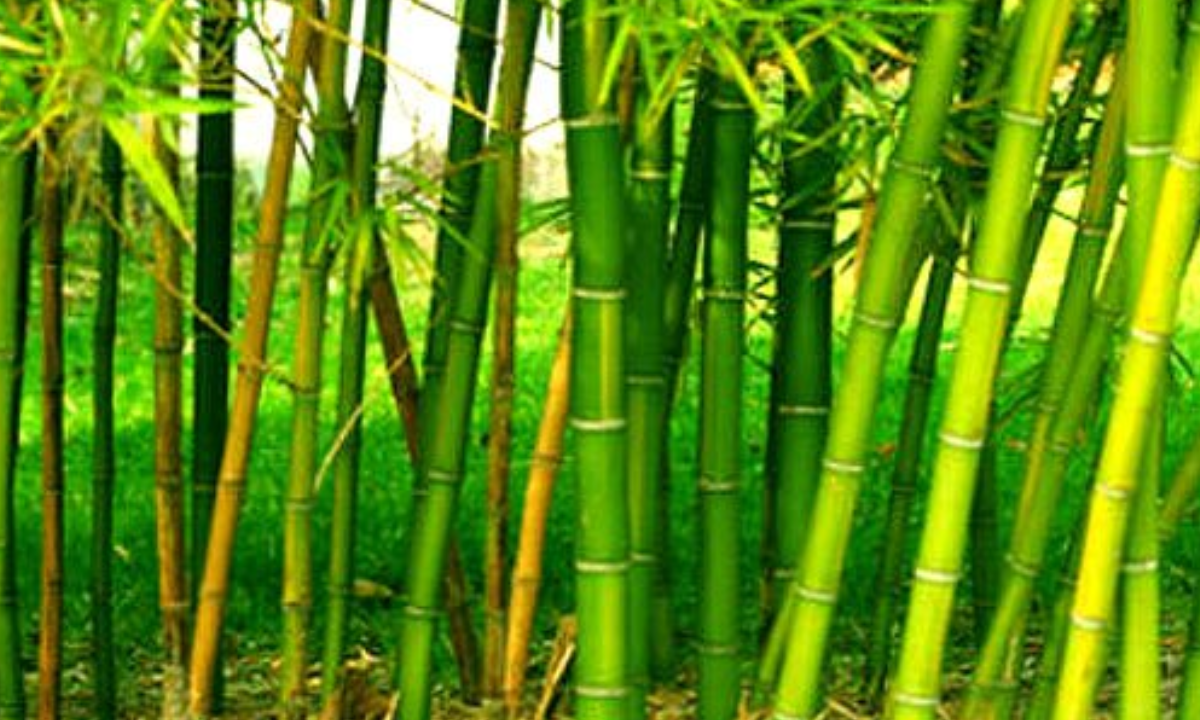 bamboo-farming-in-india-the-process-requirements-and-profit