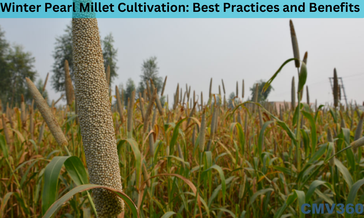 Winter Pearl Millet Cultivation: Best Practices and Benefits Winter_Pearl_Millet_Cultivation_Best_Practices_and_Benefits_831d6f6e4a.png