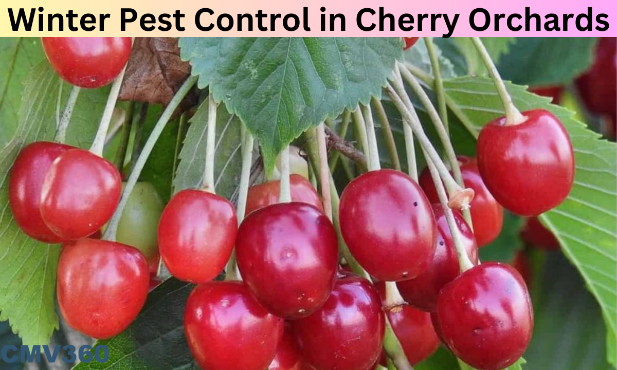 Winter Pest Control in Cherry Orchards Winter_Pest_Control_in_Cherry_Orchards_63f5a2c229.png