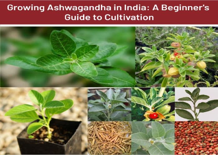 ashwagandha post 3 (1).jpg